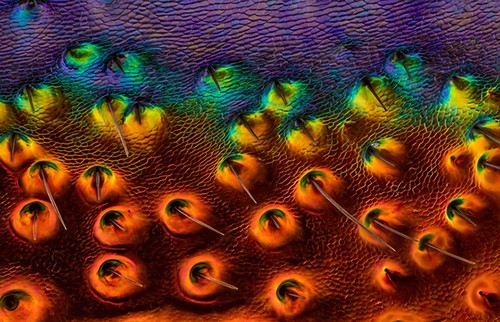 电子游戏摄影比赛展示精彩微观世界